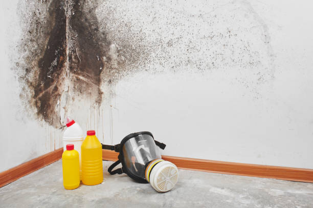 Best HVAC Mold Remediation in Conehatta, MS