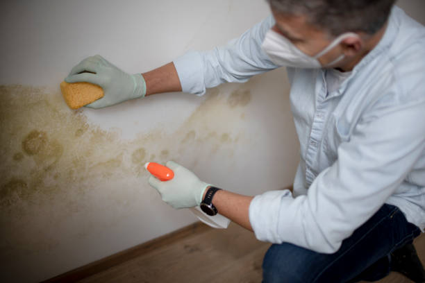 Best Post-Flood Mold Remediation in Conehatta, MS