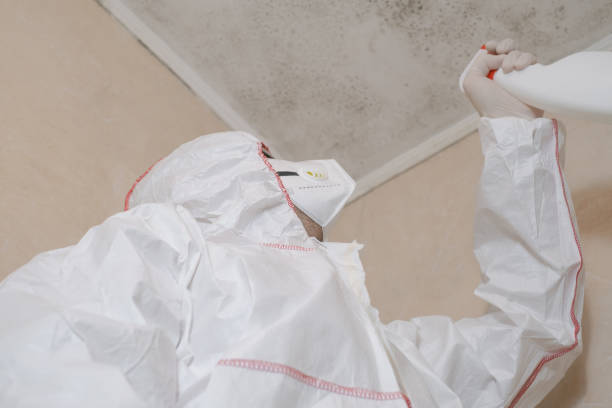 Best Black Mold Remediation in Conehatta, MS