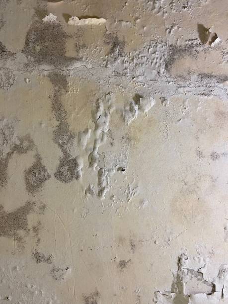 Reliable Conehatta, MS Mold Remediation Solutions