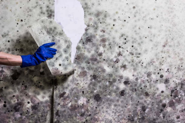 Best Bathroom Mold Remediation in Conehatta, MS